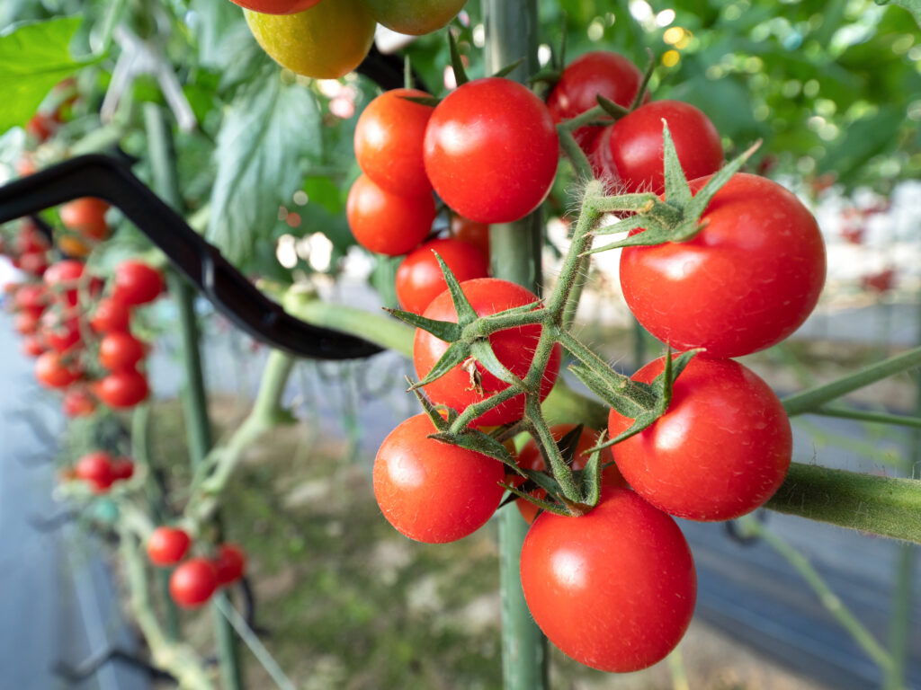 6次産業化サポート